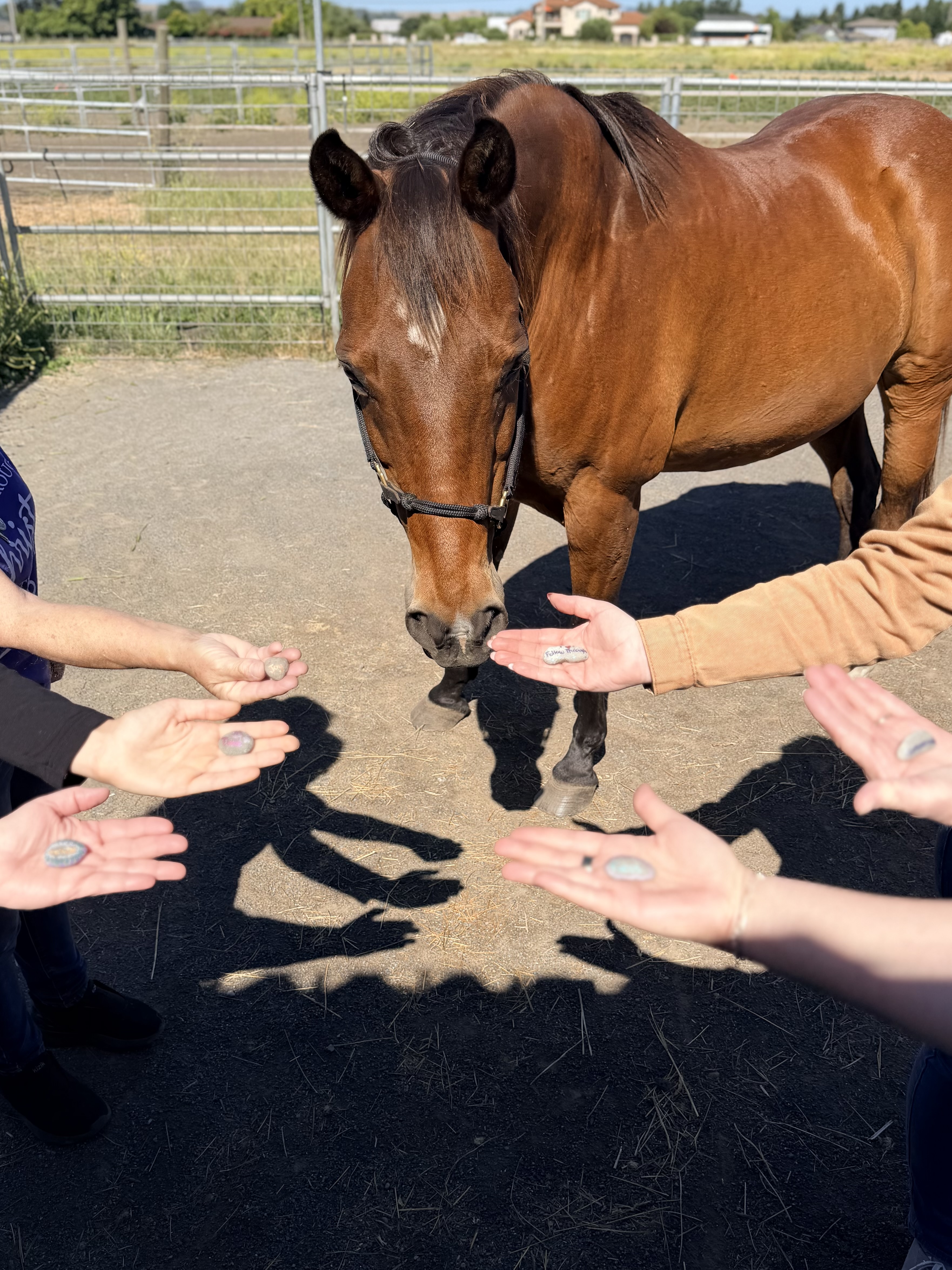 Ongoing weekly time with the herd