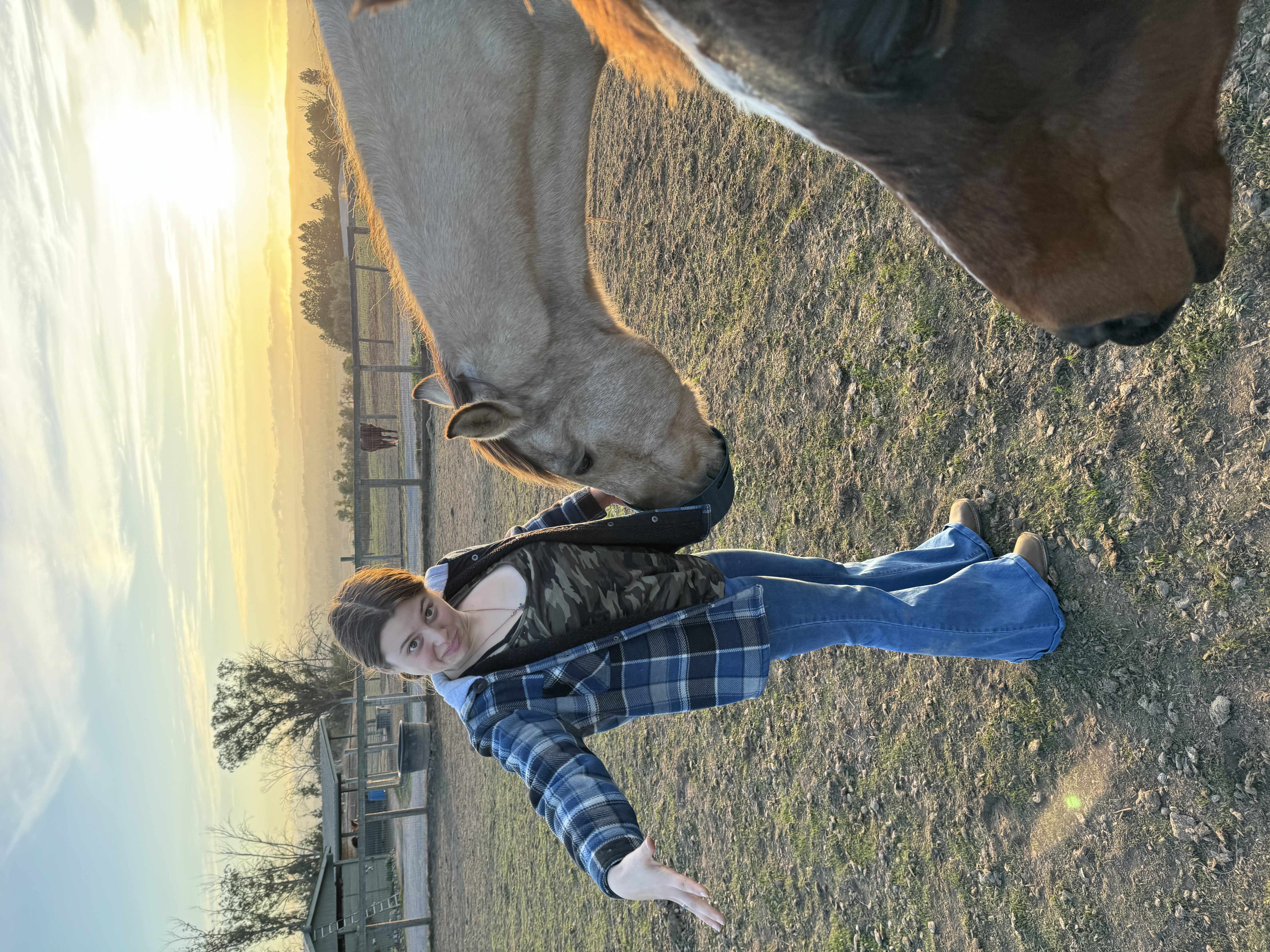 An adult standing quietly with horses at sunset