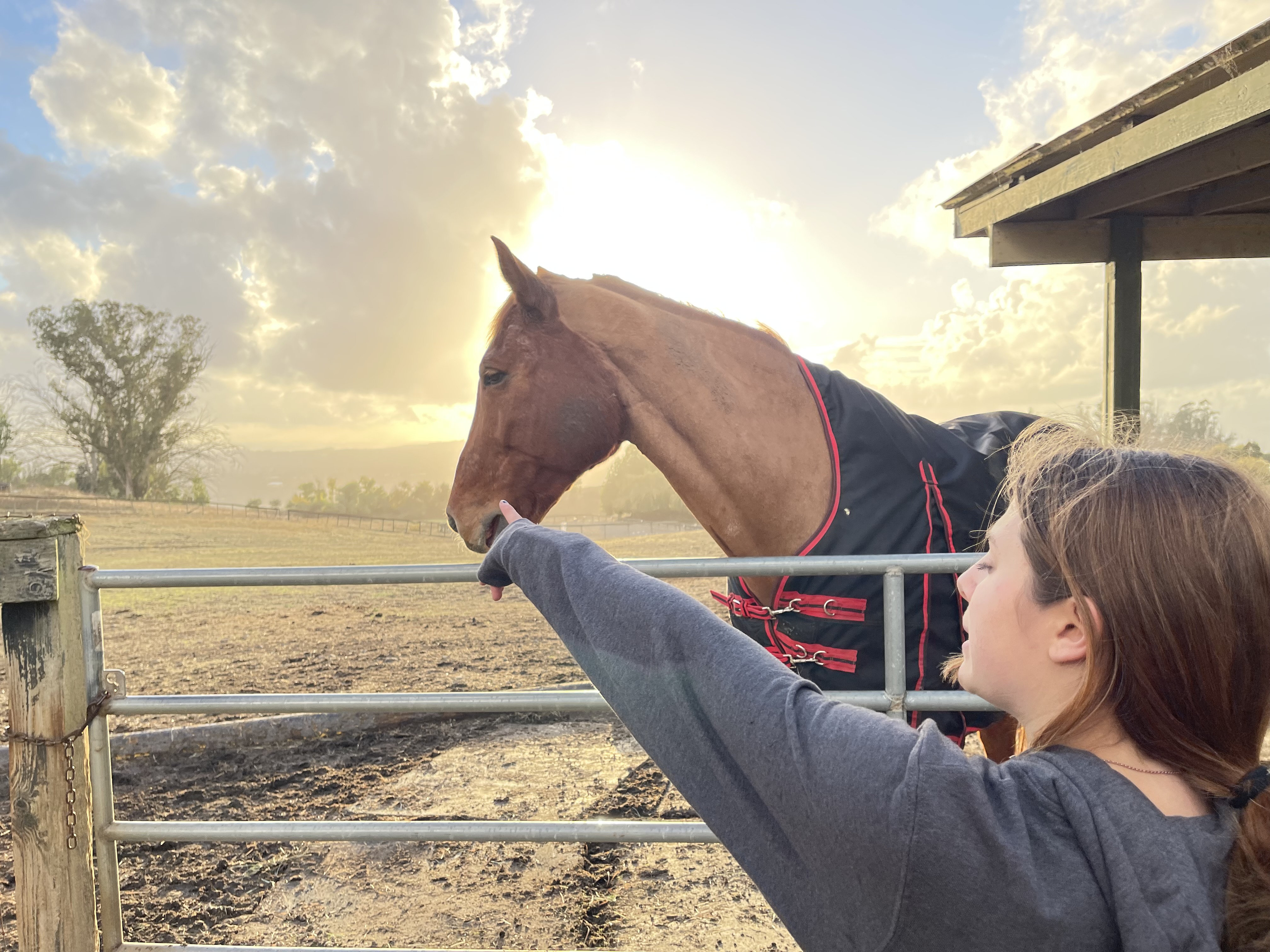 A child gently reaching toward a horse over a fence at sunset