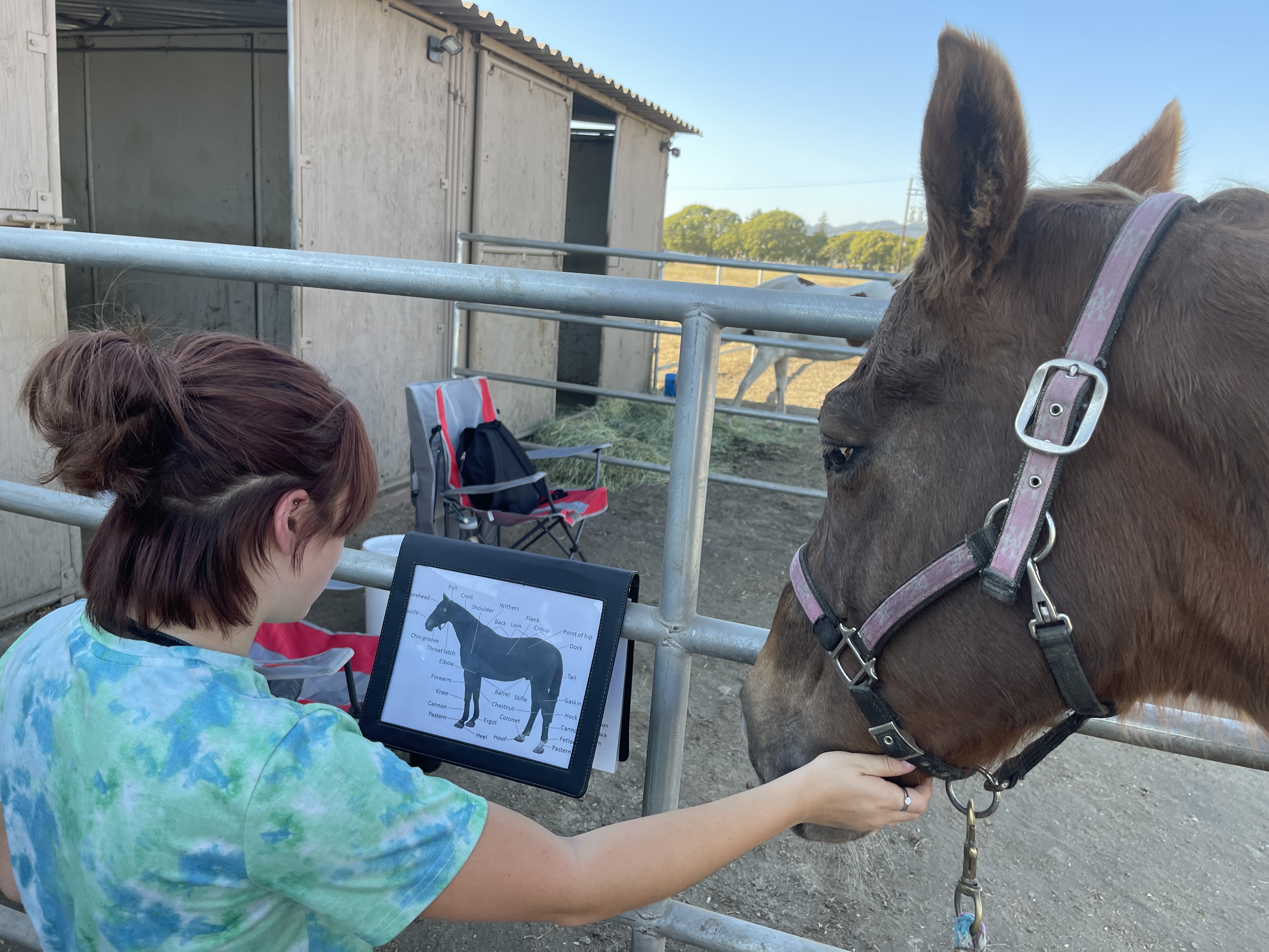 Bright playful kids-with-horses energy
