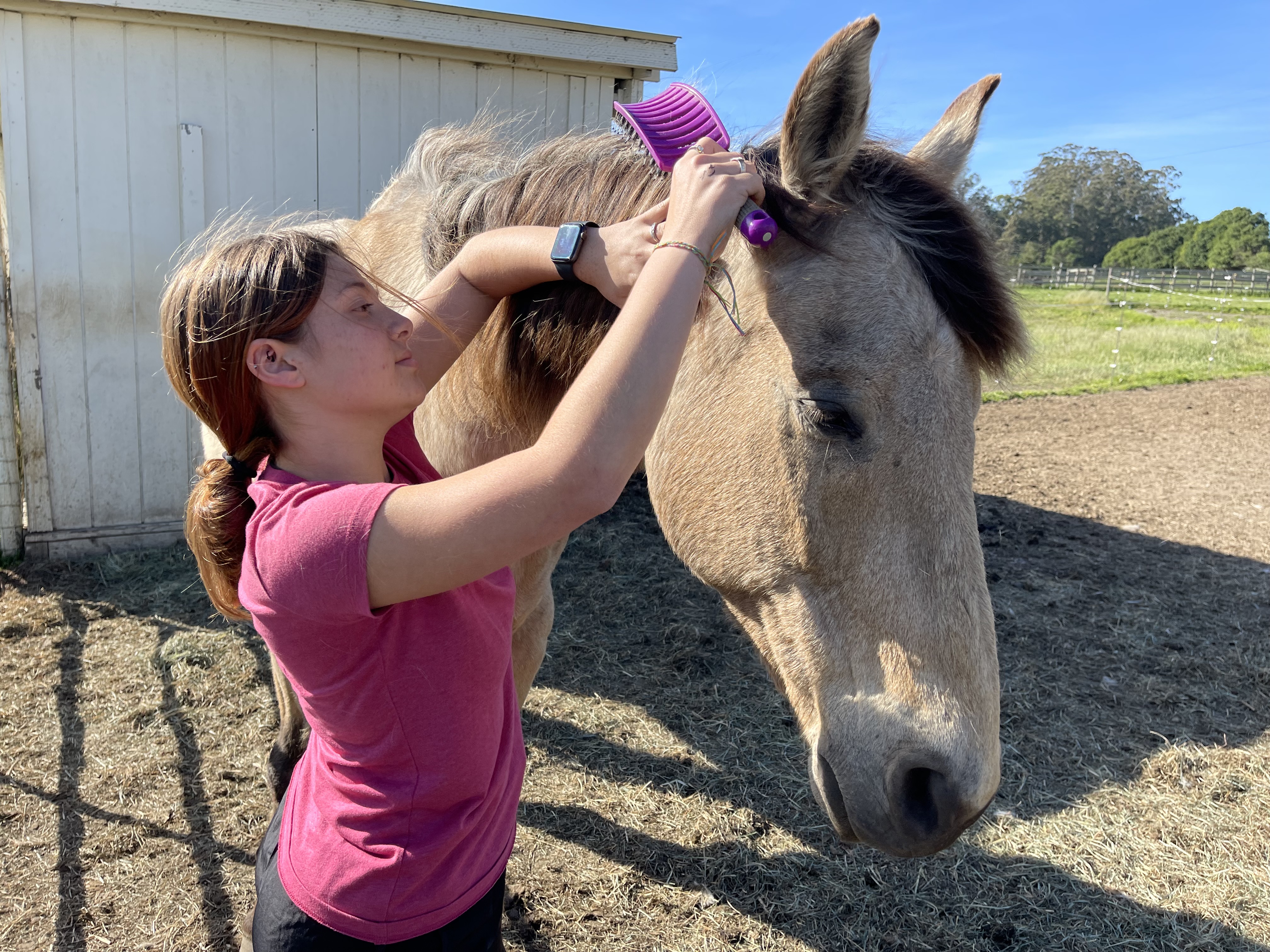 A first gentle visit with the horses